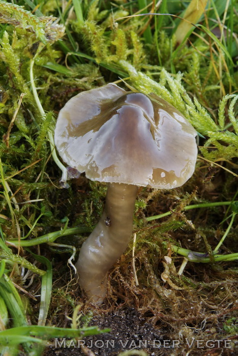 Grauwe wasplaat - Hygrocybe irrigata